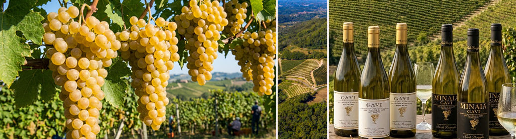 gavi di gavi Bergalio Piemont2